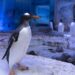 Britse Sea Life-locaties stoppen met fokken ezelspinguïns na kritiek van activisten