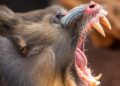 Zoo Antwerpen haalt mandrils uit collectie: groep blijft wel in België