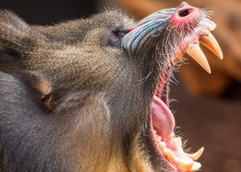 Zoo Antwerpen haalt mandrils uit collectie: groep blijft wel in België