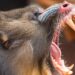 Zoo Antwerpen haalt mandrils uit collectie: groep blijft wel in België