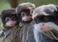 Criminelen breken in bij dierentuin en nemen pasgeboren apen mee