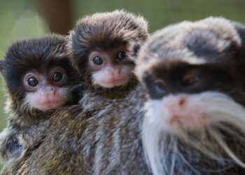 Criminelen breken in bij dierentuin en nemen pasgeboren apen mee