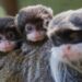 Criminelen breken in bij dierentuin en nemen pasgeboren apen mee