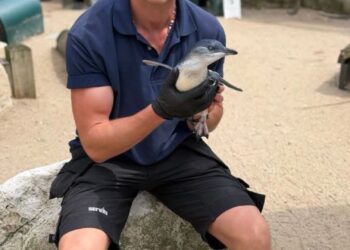 Sea Life Scheveningen aasde op primeur: eerste dwergpinguïns naar Nederland