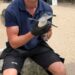 Sea Life Scheveningen aasde op primeur: eerste dwergpinguïns naar Nederland