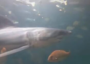 Café stopt gevaarlijkste haai ter wereld in aquarium: storm van kritiek