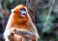 Derde dierentuin in Europa wil gouden stompneusapen