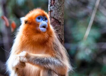 Derde dierentuin in Europa wil gouden stompneusapen