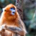 Derde dierentuin in Europa wil gouden stompneusapen