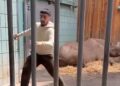 Bijzondere beelden: bezoeker klimt in neushoornverblijf, dierentuin doet aangifte
