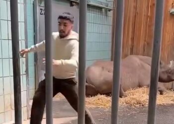Bijzondere beelden: bezoeker klimt in verblijf en geeft neushoorn een tik