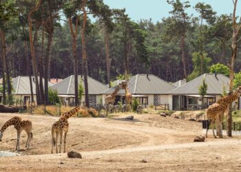 Gemeente wil miljoenen terug van Beekse Bergen: ‘We hadden een afspraak’