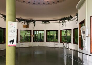 Het gorillaverblijf in Diergaarde Blijdorp is aangepast, maar veel bezoekers zal dat niet opvallen