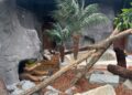 Pairi Daiza introduceert nieuwe diersoorten in leeg komodovaraanverblijf