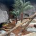 Pairi Daiza introduceert nieuwe diersoorten in leeg komodovaraanverblijf
