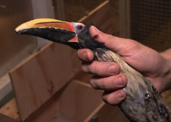 Omstreden Brabantse vogelhandelaar moet locatie sluiten: ‘Regels niet haalbaar’