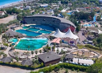Zeldzame zeeberen uit gesloten mega-dolfinarium duiken op in Engeland
