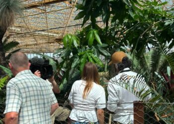 Pairi Daiza zet loslopende spinnen uit in nieuwe tropische kas Edenya: ‘Het is een test’