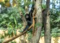 Schadelijke insecten aangetroffen in nieuwe tropische kas van Pairi Daiza
