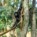 Schadelijke insecten aangetroffen in nieuwe tropische kas van Pairi Daiza
