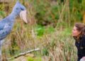 Pairi Daiza keert na recordjaar 8,6 miljoen euro uit aan eigenaren