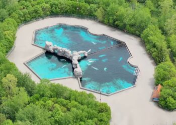 Bekende dierentuinen gaan dertig beloega’s redden uit gesloten park Marineland