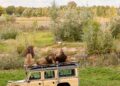 ZooParc Overloon wil verder uitbreiden: 5 hectare extra grond op het oog