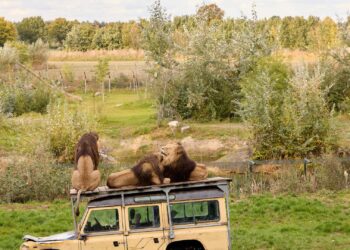 ZooParc Overloon wil verder uitbreiden: 5 hectare extra grond op het oog