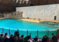 Einde in zicht voor Belgisch dolfinarium: regering stemt in met verbod