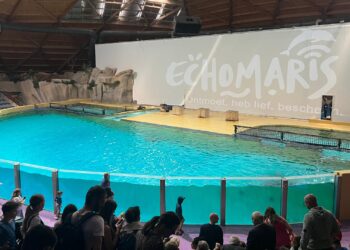 Einde in zicht voor Belgisch dolfinarium: regering stemt in met verbod