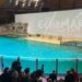 Einde in zicht voor Belgisch dolfinarium: regering stemt in met verbod