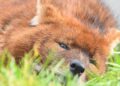 Brabants dierenpark blijft voorlopig leeglopen: ook rode honden gaan weg