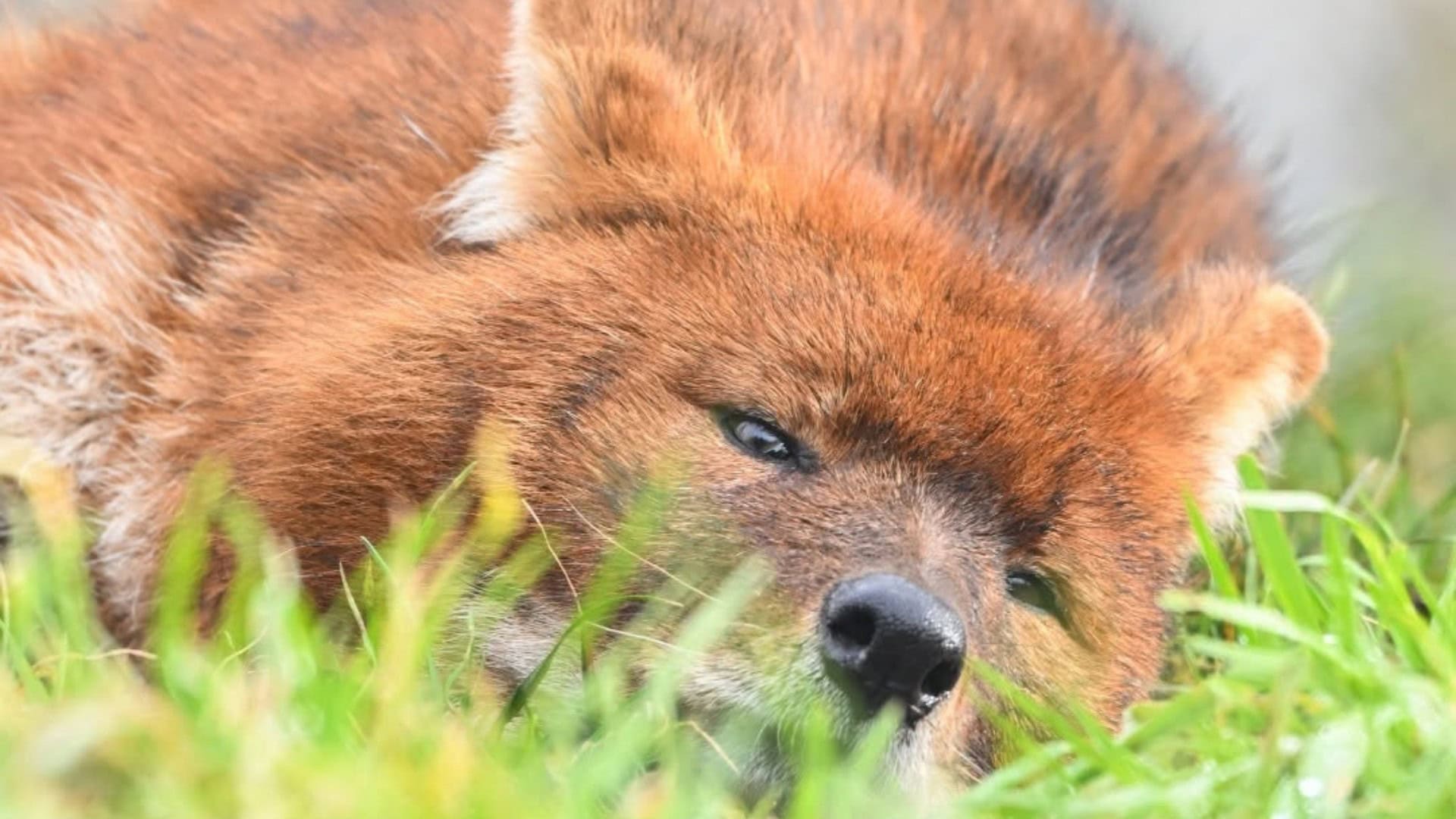 Brabants dierenpark blijft voorlopig leeglopen: ook rode honden gaan weg