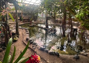 Dierentuin in Almere verwelkomt nieuwe diersoort achter de schermen: ‘Heel bijzonder’