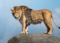 Wildlands Emmen deze zomer duurste dierentuin van Nederland: entreeprijzen verhoogd