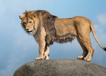 Wildlands Emmen deze zomer duurste dierentuin van Nederland: entreeprijzen verhoogd