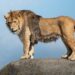 Wildlands Emmen deze zomer duurste dierentuin van Nederland: entreeprijzen verhoogd