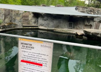 Duitse dierentuin moet laatste manenrobben inslapen na verdenking TBC