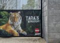 Belgische dierentuin gaat gratis alcohol uitdelen bij tijgerverblijf