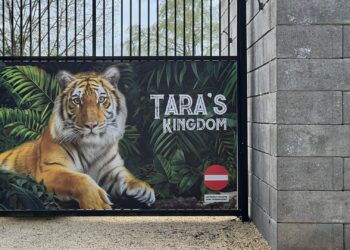 Belgische dierentuin gaat gratis alcohol uitdelen bij tijgerverblijf