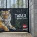 Belgische dierentuin gaat gratis alcohol uitdelen bij tijgerverblijf