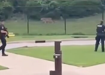 Amoerpanter ontsnapt uit verblijf: dierentuin en naastgelegen park ontruimd