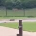 Amoerpanter ontsnapt uit verblijf: dierentuin en naastgelegen park ontruimd