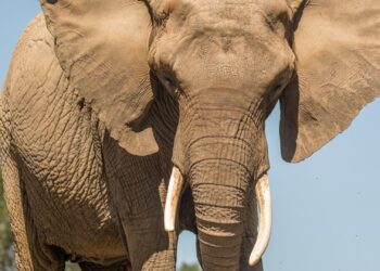 Britse dierentuin ziet af van omstreden plan: olifantenkudde wordt toch niet uitgezet