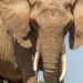 Britse dierentuin ziet af van omstreden plan: olifantenkudde wordt toch niet uitgezet