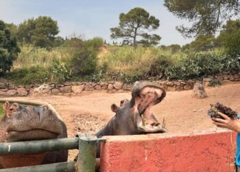 Een van de slechtst beoordeelde dierentuinen van Frankrijk gaat definitief dicht