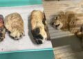 Beelden gelekt uit Franse dierentuin: mishandeling, verdwenen dieren en grensoverschrijdend gedrag
