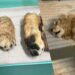 Beelden gelekt uit Franse dierentuin: mishandeling, overstroming en overleden dieren