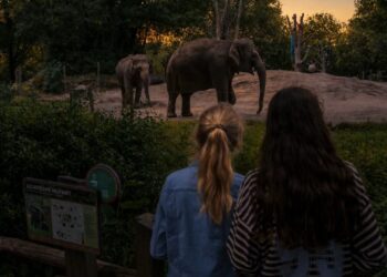 Diergaarde Blijdorp komt met exclusieve avondbeleving: bijna 70 euro per persoon