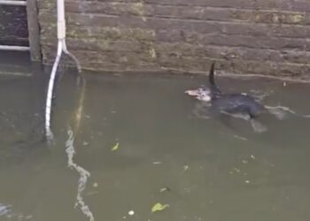 Opnieuw dier ontsnapt uit Avifauna: pinguïn zwemt naar ander dorp